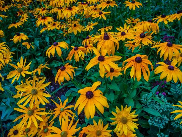 black eyed susan flowers