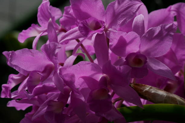 Cattleya skinneri orchid- Guaria Morada Cattleya skinneri orchid , Costa Ricas National Flower skinneri stock pictures, royalty-free photos & images