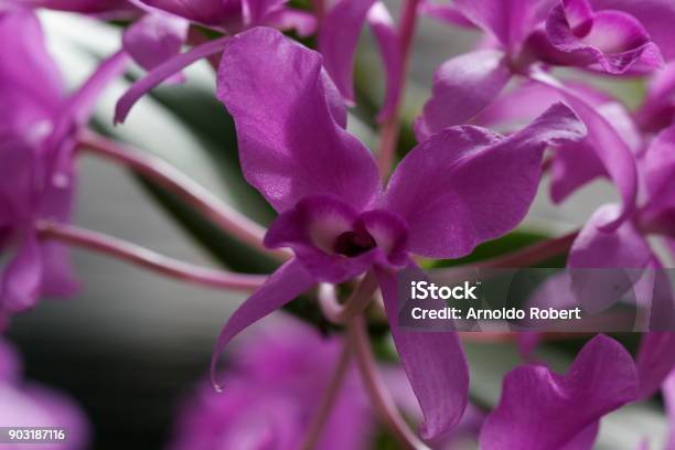 Hoa Lan Cattleya Skinneri Guaria Morada Hình ảnh Sẵn có - Tải xuống Hình  ảnh Ngay bây giờ - Bó hoa - Cắm hoa, Chi cát lan, Chùm - Sắp xếp - iStock