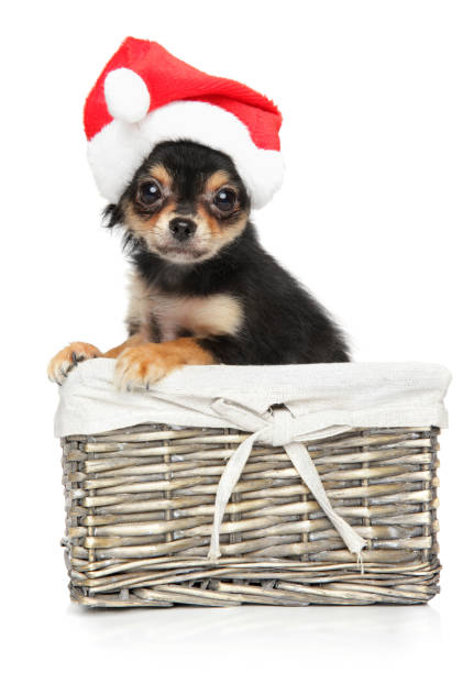 istock Chihuahua puppy in Santa red hat 903187246