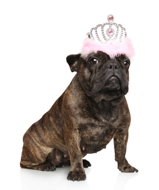 istock French bulldog with a crown 903187490