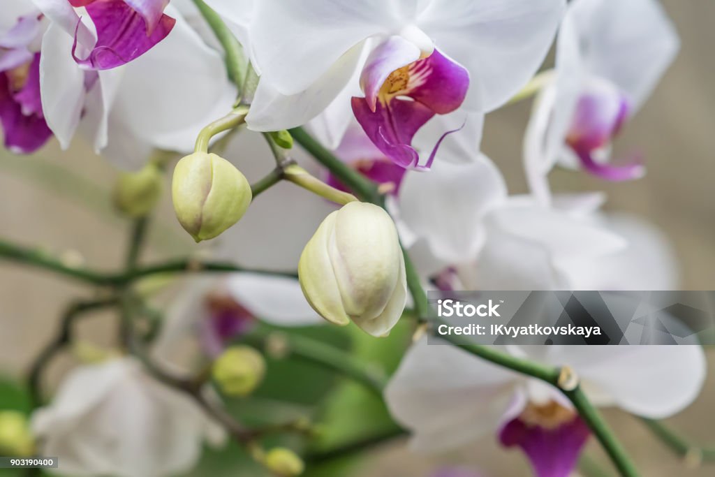 Foto de Flor De Orquídea Phalaenopsis Branca E Roxa Na Filial e mais fotos  de stock de Beleza - iStock
