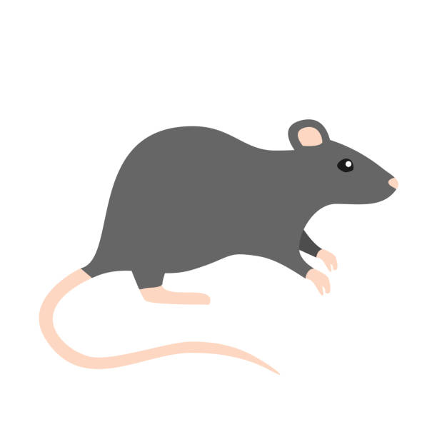 ilustrações, clipart, desenhos animados e ícones de rato flat design - ratazana