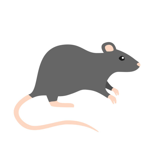 rat Flat Design grey rat Icon rat stock illustrations