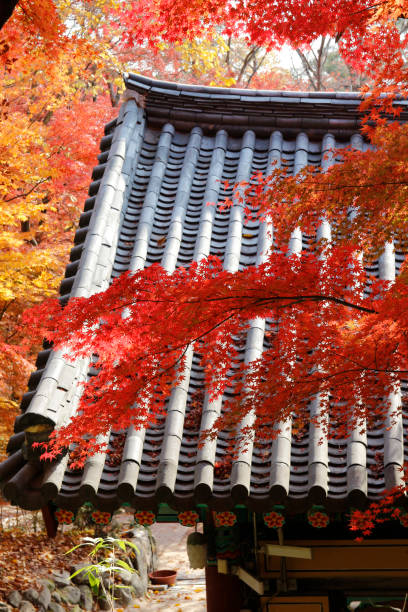 istock Autumn red maples, South Korea 903191424