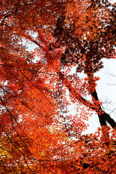 istock Autumn red maples, South Korea 903191440