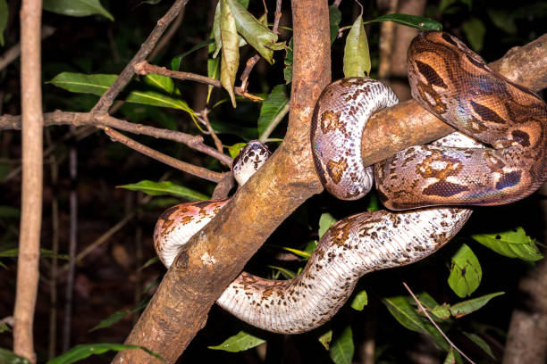 istock Malagasy ground boa (Acrantophis madagascariensis) in a tree, Nosy Komba, Madagascar 903194654