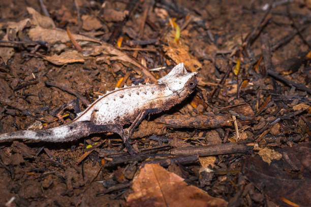 istock Plated leaf chameleon (Brookesia stumpffi), walking on the ground, Nosy Komba, Madagascar 903195532