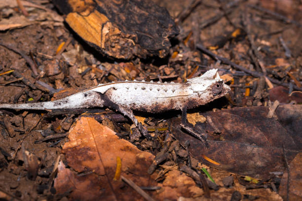 istock Plated leaf chameleon (Brookesia stumpffi), walking on the ground, Nosy Komba, Madagascar 903195660