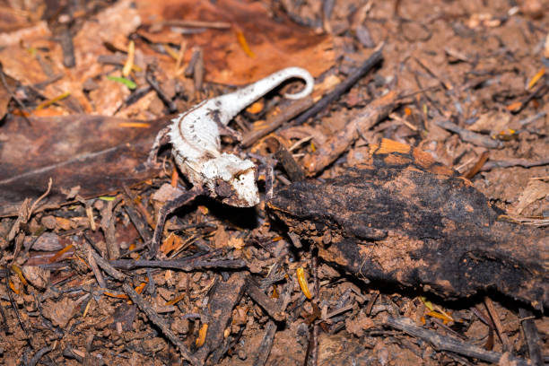 istock Plated leaf chameleon (Brookesia stumpffi), walking on the ground, Nosy Komba, Madagascar 903201442