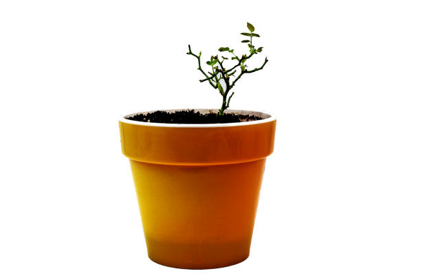 istock Potted plant lost its leaves. 903201900