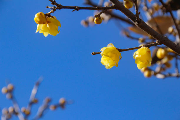 istock Chimonanthus praecox blooms in winter 903203188
