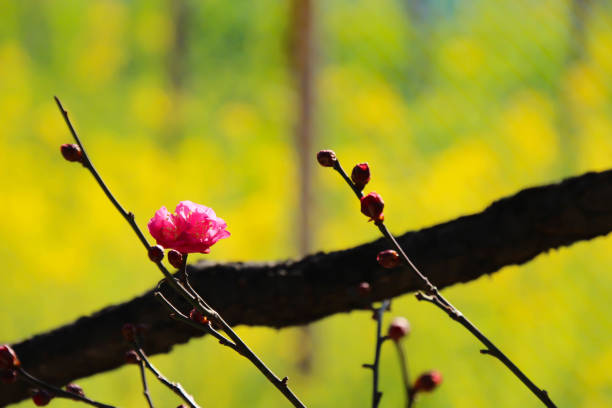 It is red plum that makes a pretty flower bloom in winter.