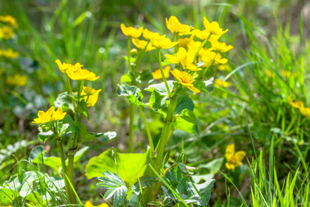 istock Yellow flowers on spring meadow, marsh marigolds blooming on wetlands 903209748