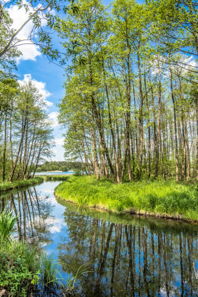 istock Green spring landscape with fresh leaves on trees over river in the forest, scenic view 903209948