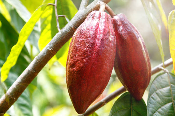 istock Ripe beautiful cacao fruits on a tree in a rain forest. 903210410