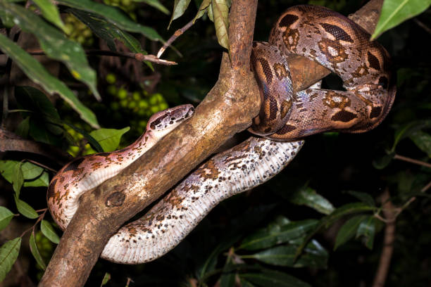istock Malagasy ground boa (Acrantophis madagascariensis) in a tree, Nosy Komba, Madagascar 903210420