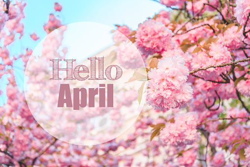 hello april text with pink blooming sakura on background