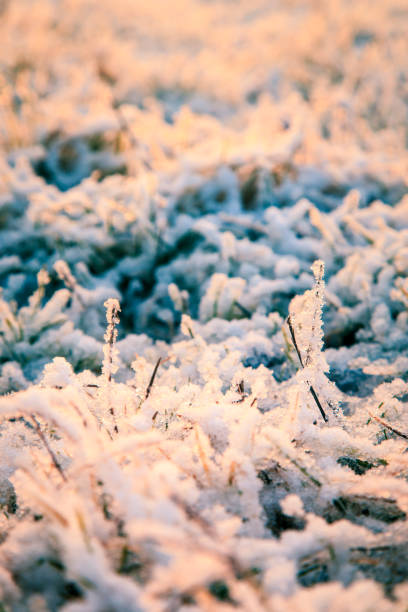 istock snowy morning in the field 903212964