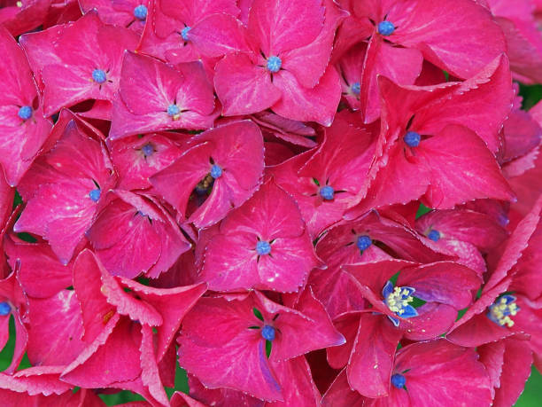 Hydrangea flower stock photo