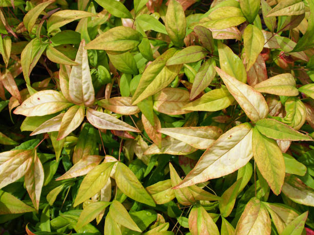 Leafy background stock photo