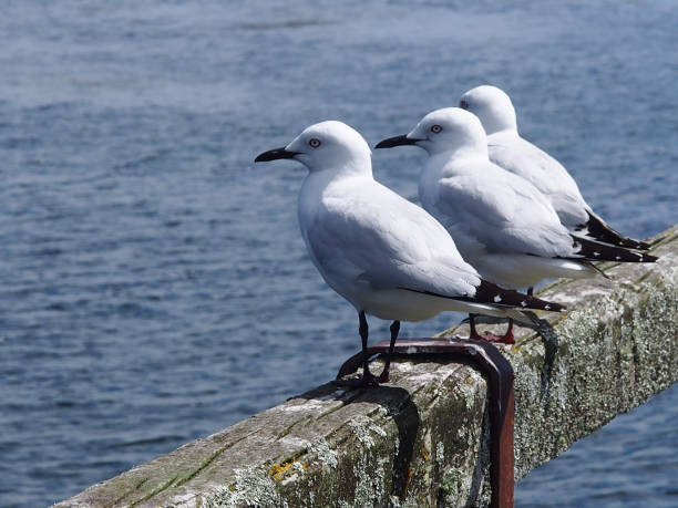 Sea gulls in a row stock photo