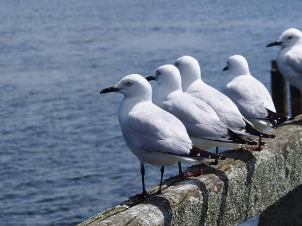 sea gulls lined up stock photo