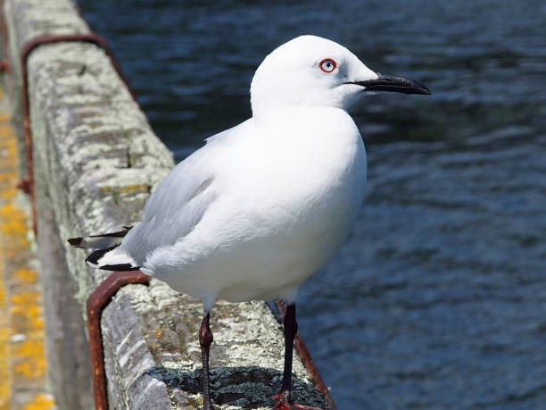 Sea gull stock photo
