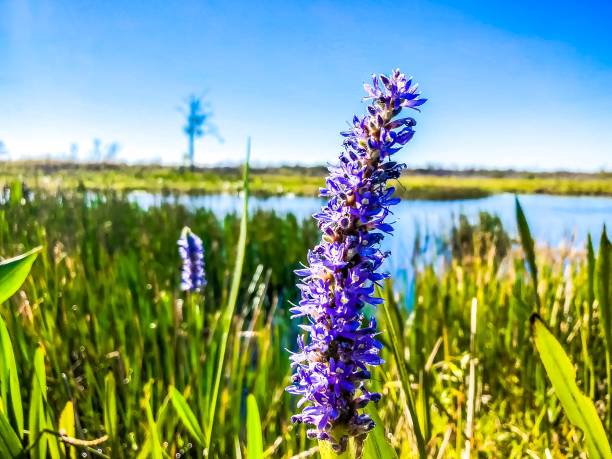 purple swamp flower on the bayou stock photo