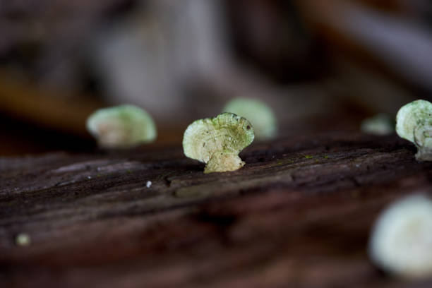 closeup mini mushroom on trunk