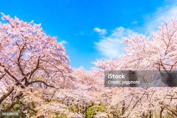 Sakurabaum Mit Blauem Himmelshintergrund In Japan Stockfoto und mehr Bilder von Kirschbaum - Kirschbaum, Kirschblüte, Baum