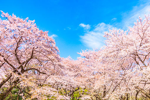 Sakura tree wiht blue sky background  in japan