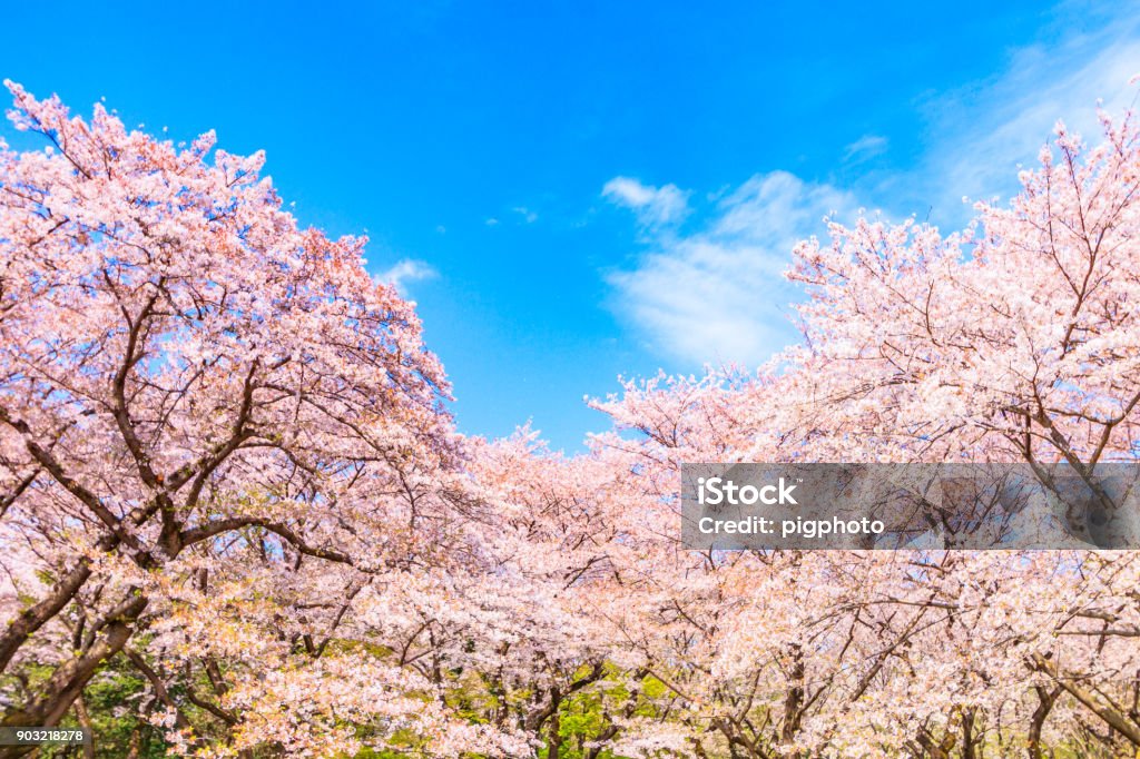 Sakura tree wiht blue sky background  in japan Cherry Tree Stock Photo
