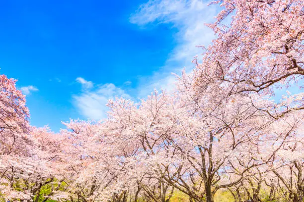 Photo of Sakura tree wiht blue sky background  in japan