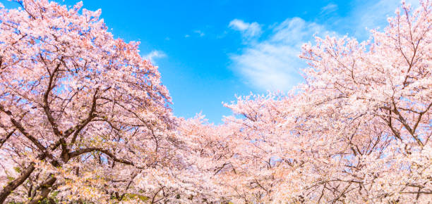 Sakura tree wiht blue sky background  in japan stock photo