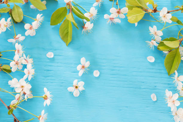 istock Bird cherry branch on a wooden background 903221204