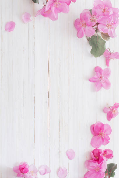 istock pink spring flowers on white wooden background 903221212