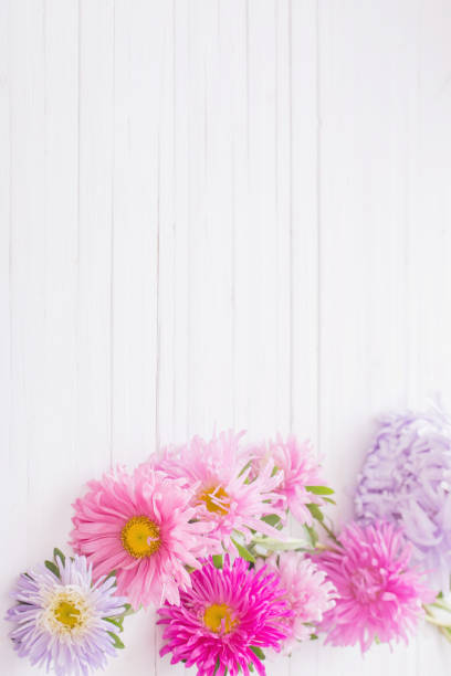 istock asters on white wooden background 903221270