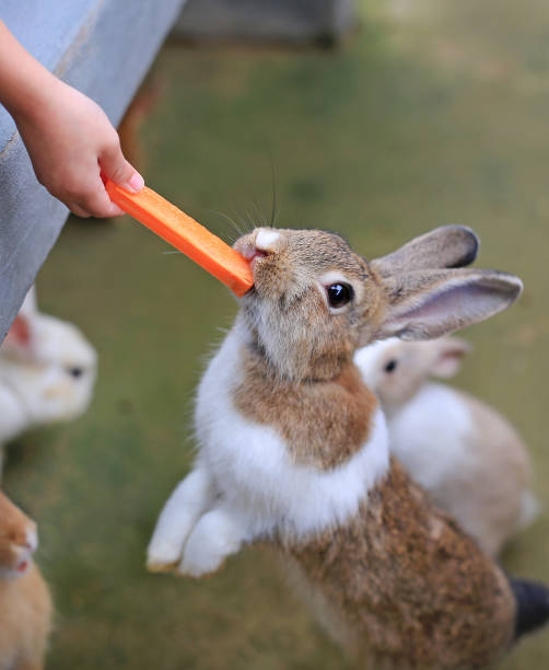 istock Children feeding rabbits with carrot in the farm. 903225392