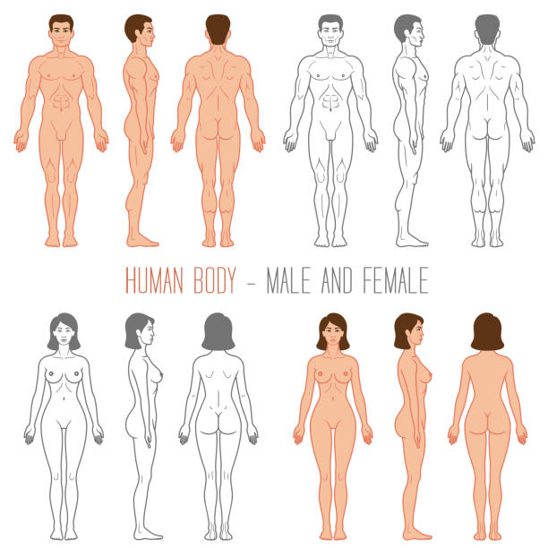 menschlichen körper männlich und weiblich - männliche figur stock-grafiken, -clipart, -cartoons und -symbole