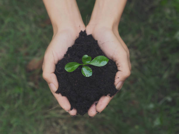 istock farmer hand holding seedling and soil for planting agriculture. 903225800