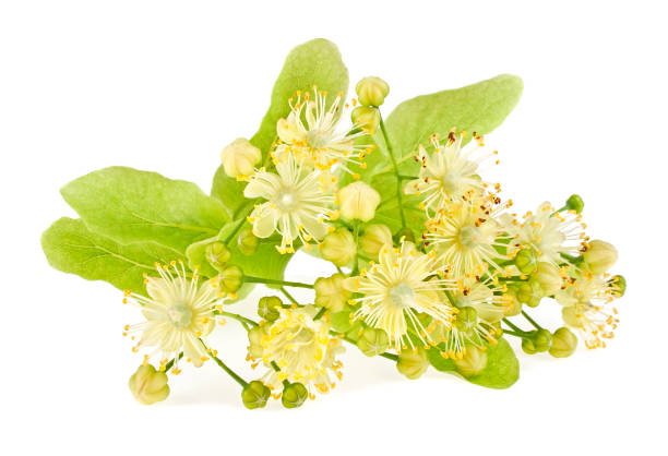istock Linden flowers on a white background 903226438