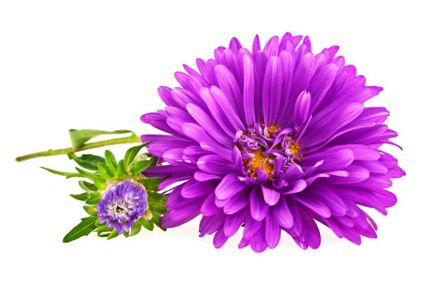 istock Close-up of violet aster isolated on white background 903226470