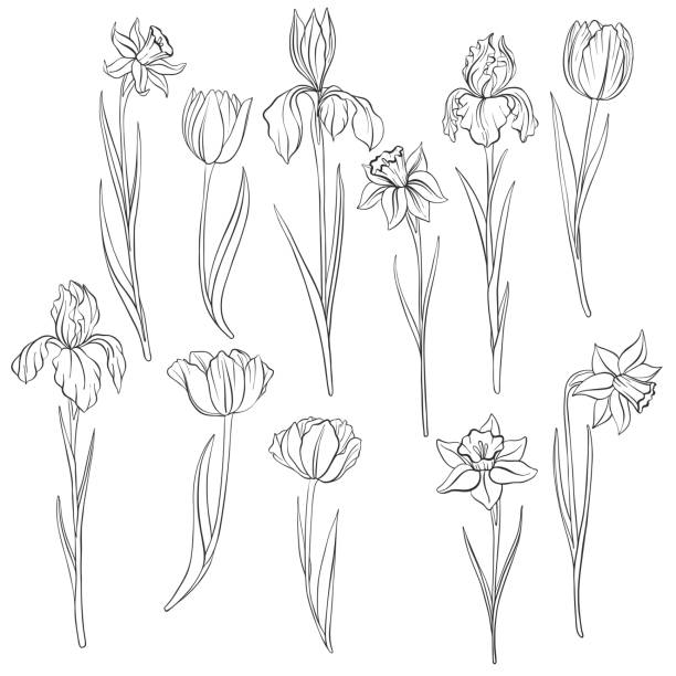 vector drawing flowers vector drawing flowers of narcissus, tulips and irises isolated floral element, hand drawn illustration narcissus mythological character stock illustrations