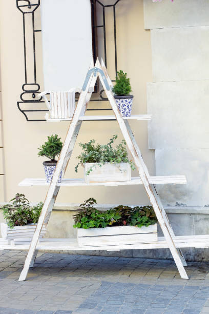 Wooden shelf ladder with different plants in pots