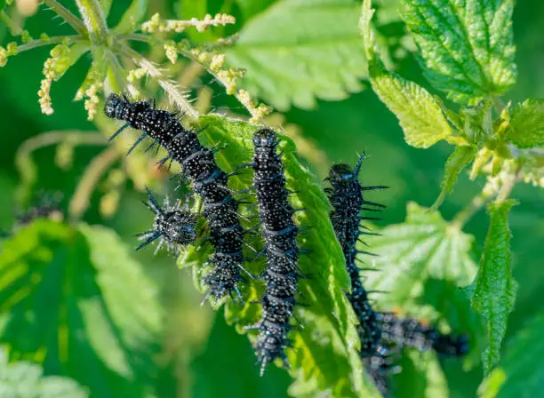 caterpillars of a european peacock butterfly in green nettle ambiance