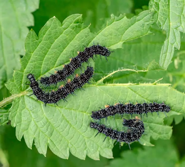 caterpillars of a european peacock butterfly in green nettle ambiance