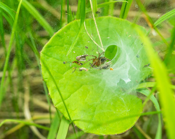 araña de tela en embudo - 24187 fotografías e imágenes de stock