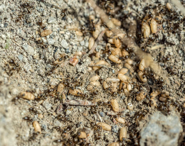 istock lots of ants 903249524