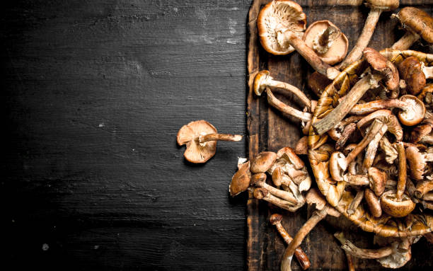istock Fresh mushrooms honey agarics in basket. 903250156